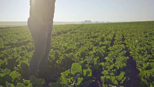 甜菜地里的农民手
