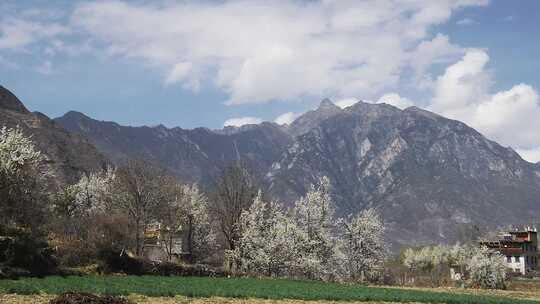 乡村风景丹巴藏寨梨花开