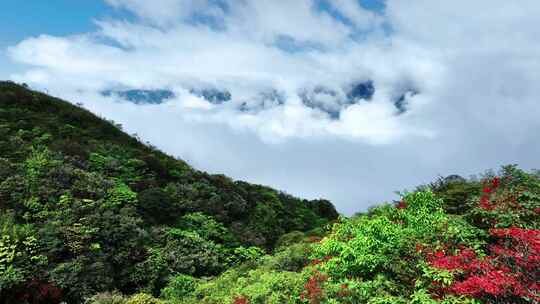 蓝天白云阳光下桂林天湖高山上的云海和野花