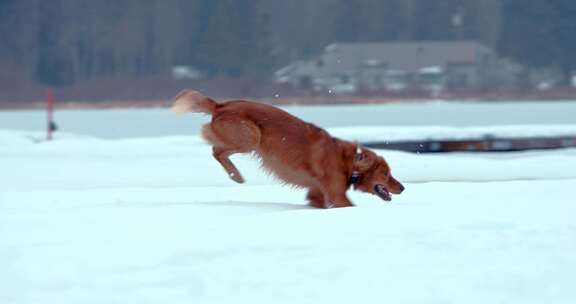 狗，金毛猎犬，玩耍，雪