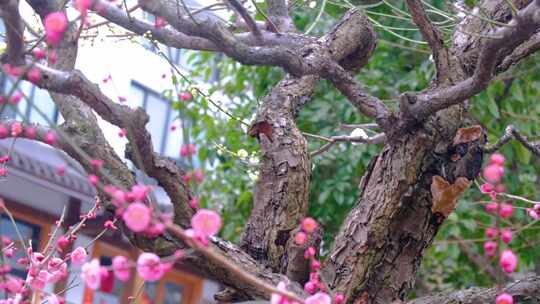 杭州植物园灵峰探梅梅花开了风景视频素材