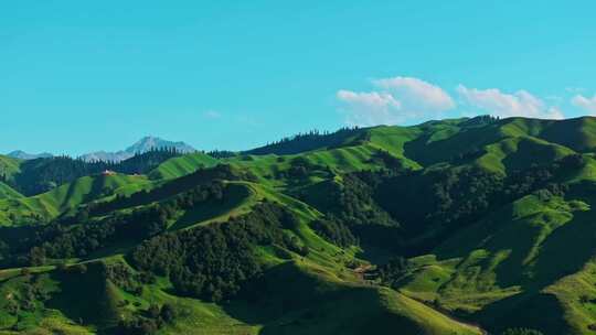 夏天的草原森林美景