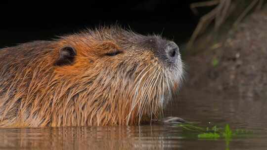 海狸鼠、食草动物、Coypu、啮齿动物