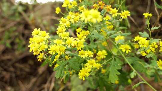 本草野菊花珍珠菊