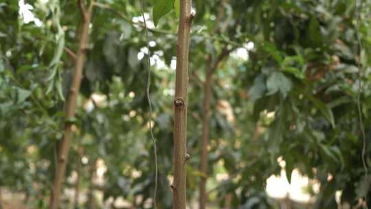 蟠桃种植 套袋007