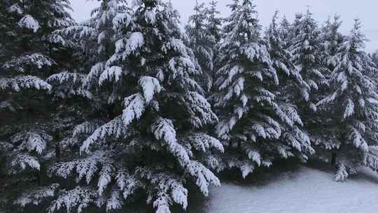 积雪覆盖着森林空中树上的树叶