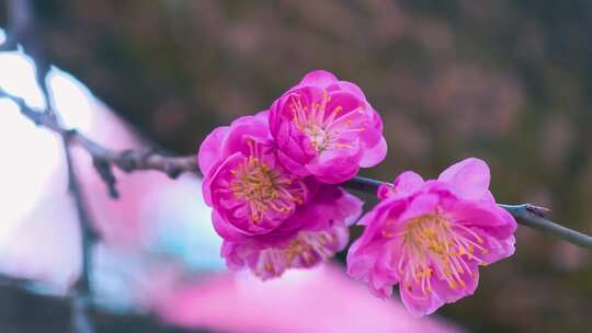 粉色樱花特写