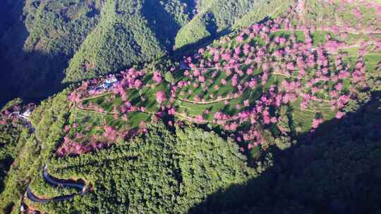 云南大理无量山樱花谷冬樱花和茶园茶树航拍