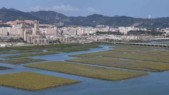 惠州市盐洲海洋湿地公园-红树林航拍