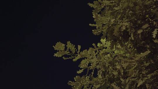 夜晚随风摇曳的树叶视频素材模板下载