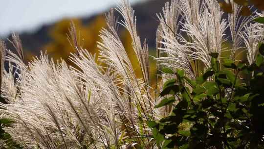 芦苇茅草植物园大自然