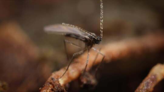 真菌Gnat，森林，苏格兰，节肢动物