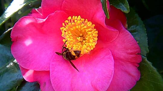 蜜蜂从一朵粉红色的花中吸取花蜜视频素材模板下载