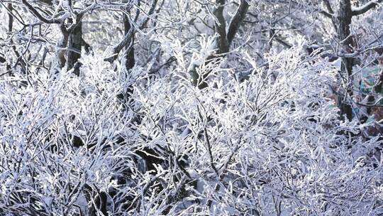 伏牛山冬季雪景云海雾凇