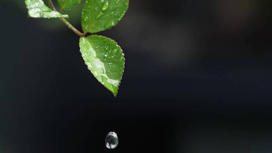 斜风细雨中腊梅树嫩叶上水珠水滴唯美视频