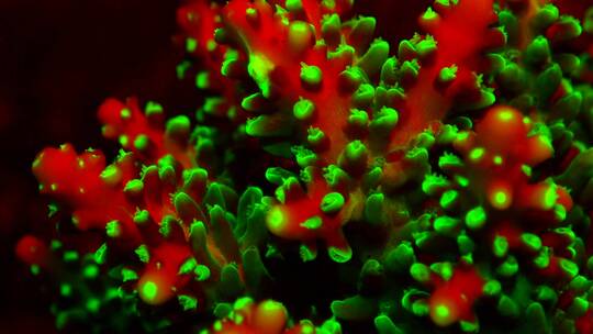 发光的珊瑚