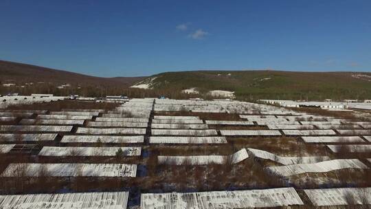 黑水兴安图强地区狐貂养殖场