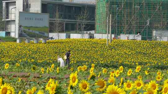 成都田园城市建设与向日葵花田