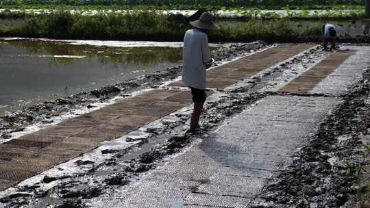 农民撒播水稻种子春天立春雨水芒种小满稻谷