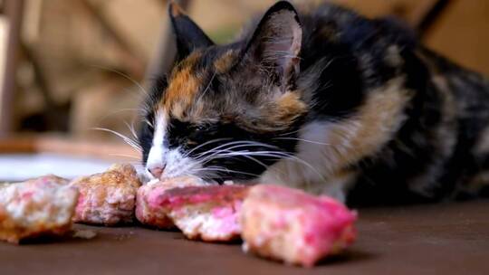 饥饿的猫近距离进食