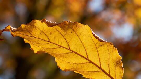 秋季特写黄色枯叶