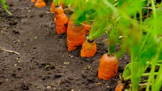 种植胡萝卜