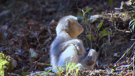 滇金丝猴幼崽4视频素材模板下载
