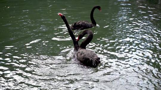 黑天鹅在水中游动煽动翅膀