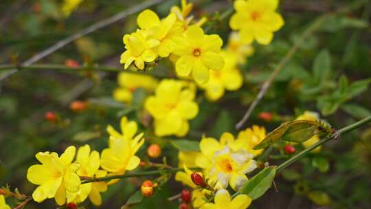 早春迎春花清明花小黄花花簇花瓣花蕊植物