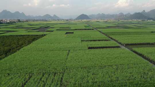 航拍广西黑皮甘蔗种植基地