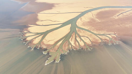 高空航拍视角江西鄱阳湖大地之树
