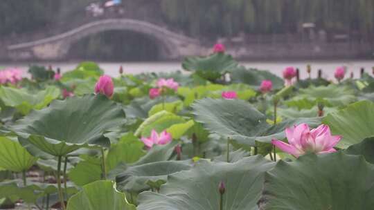 济南夏季大明湖，雨中荷花盛开娇艳醉人