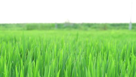中国东北七八月份的水稻视频素材模板下载