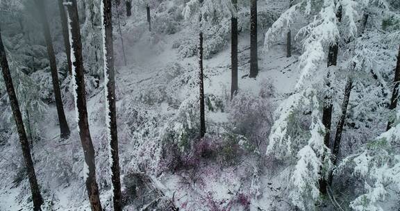 航拍雪压杜鹃（五月末杜鹃花开时普降瑞雪）