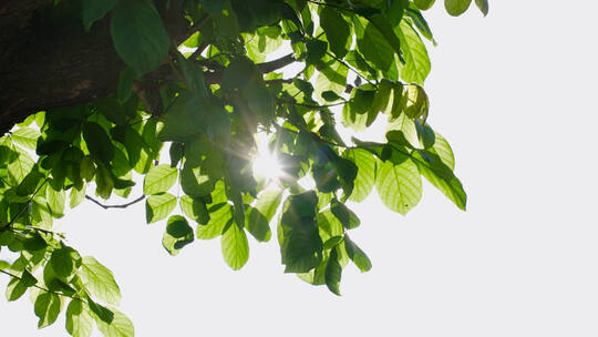 升格 阳光透过绿叶树叶空镜 4k