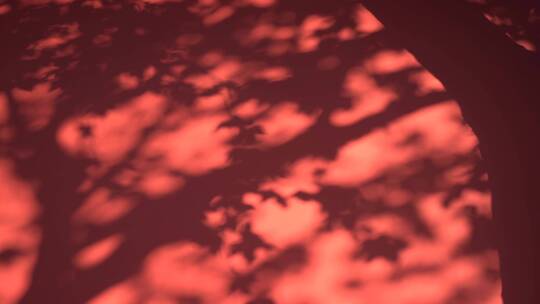 树叶光影红墙