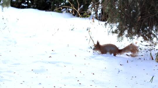 松鼠在雪中探险