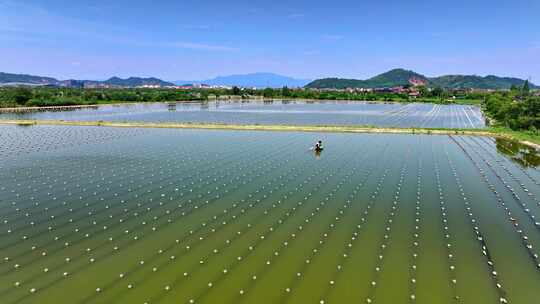 淡水珍珠养殖乎在水面作业视频素材模板下载