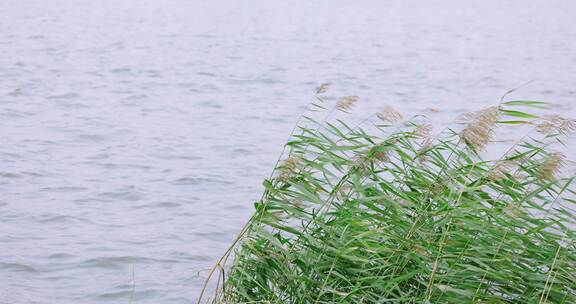 自然湖水芦苇微风近景横移-hevc