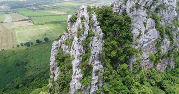 森林山石