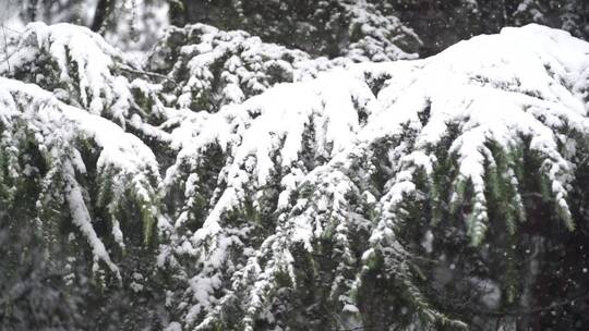 瑞雪压枝头-树林下雪通用素材