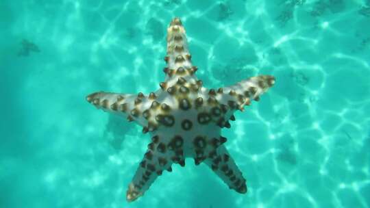 马来西亚仙本那海底海星