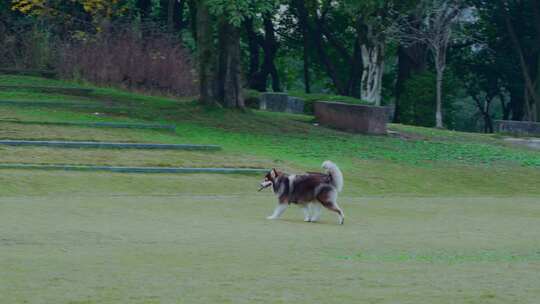 公园草坪遛狗玩耍