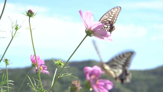 蝴蝶趴在花朵上视频素材模板下载