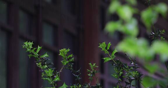 春天雨季森林树枝树叶