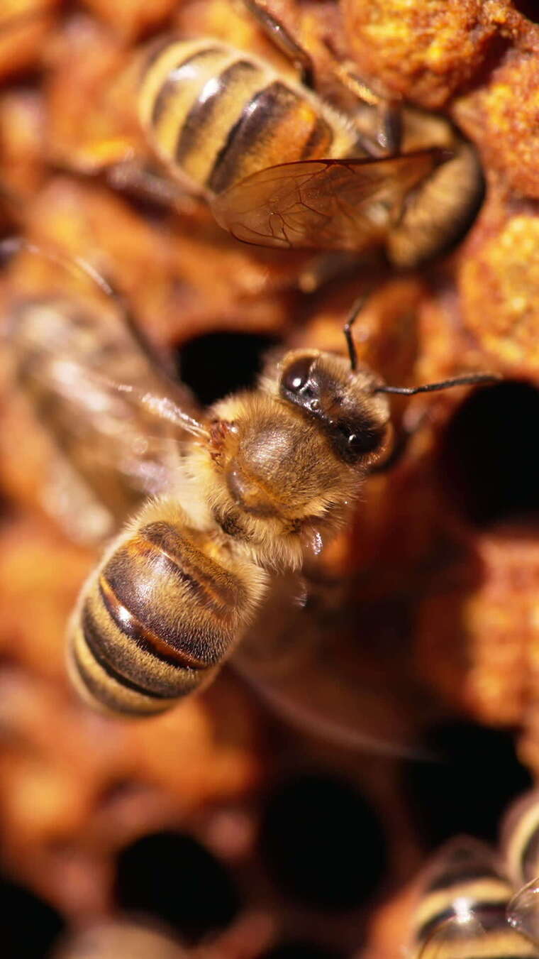 美丽的蜂蜜昆虫在工作。蜜蜂爬进细胞，挥舞
