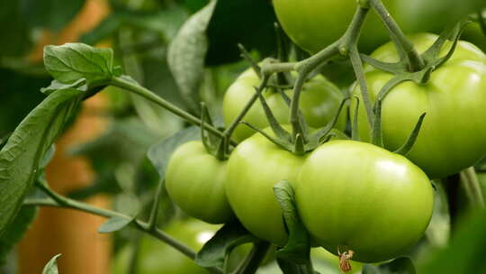 番茄西红柿种植