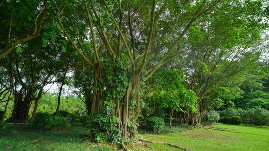 热带森林公园的榕树环绕旋转