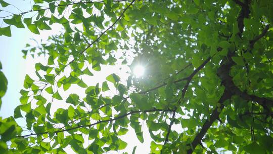 220516梅湖银杏树林A01687677