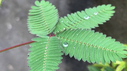 含羞草植物叶子